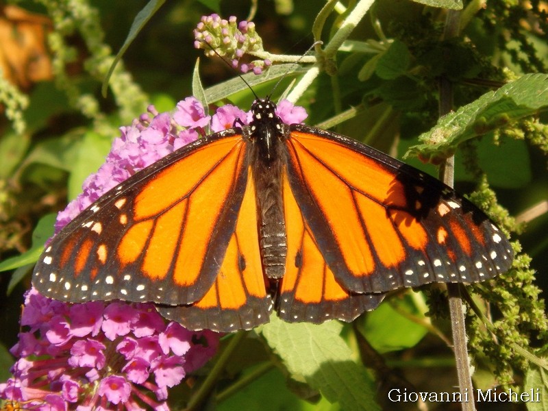 Danaus plexippus - Oasi di Sant''Alessio (PV)